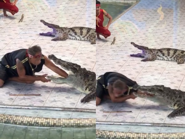 Crocodile Crocodile