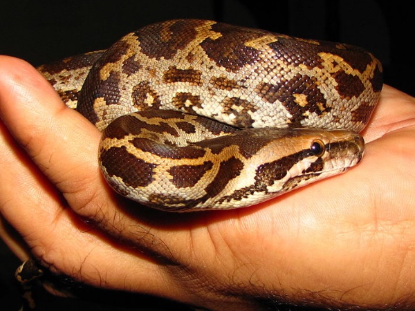 Python Python
