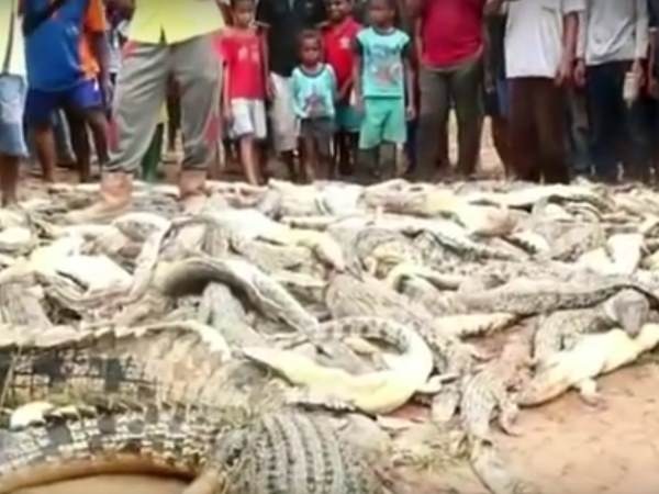 Crocodiles Crocodiles