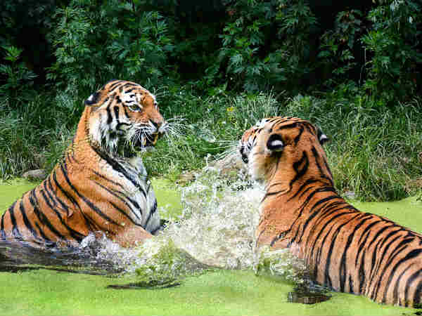 World Tigers Day: जानिए क्या है भारत में बाघों की दशा World Tigers Day: जानिए क्या है भारत में बाघों की दशा