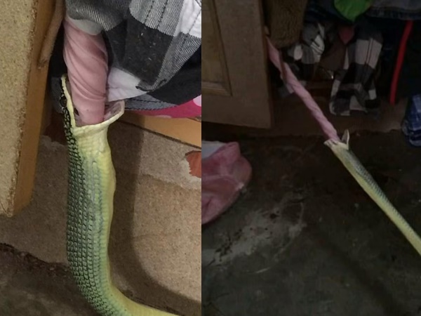 Snake Snake