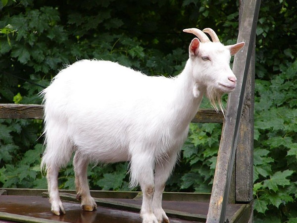 Goat Goat