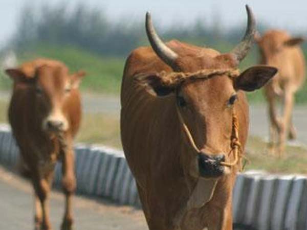 उत्तराखंड में गोरक्षकों को मिलेगा ID कार्ड, आधार से होगा लिंक उत्तराखंड में गोरक्षकों को मिलेगा ID कार्ड, आधार से होगा लिंक