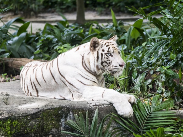 White Tiger White Tiger