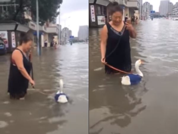 video women taking the duck for walk in rain water china city tianjin video women taking the duck for walk in rain water china city tianjin