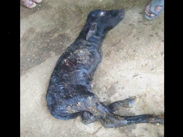 saharanpur buffalo gave birth a strange child saharanpur buffalo gave birth a strange child