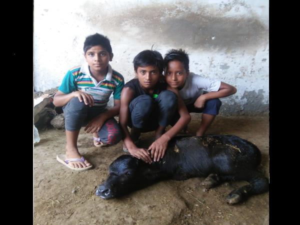 saharanpur buffalo gave birth a strange child saharanpur buffalo gave birth a strange child