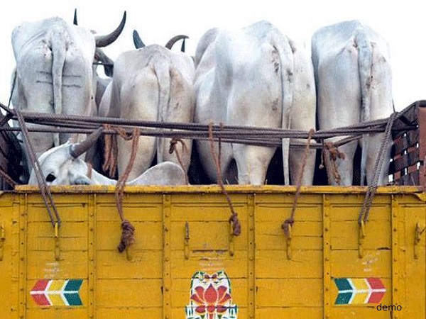 गो तस्करी के आरोप में गिरफ्तार