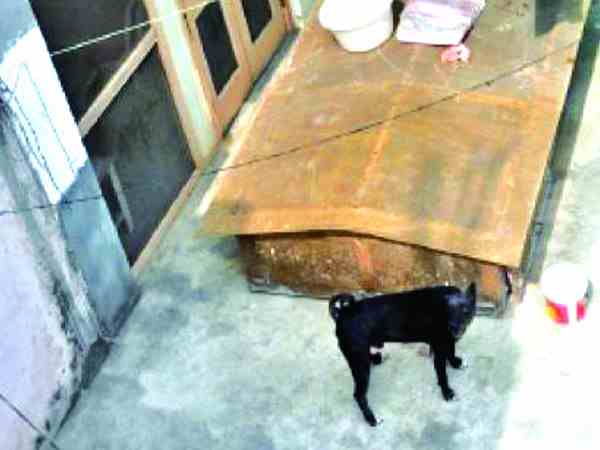 Dog Tommy weeping before leaving Burari death home Dog Tommy weeping before leaving Burari death home