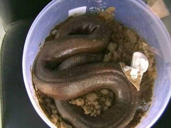Kanpur police have arrested two snake smugglers Kanpur police have arrested two snake smugglers