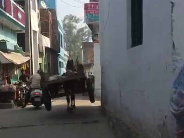 viral video horse running on road in moradabad viral video horse running on road in moradabad