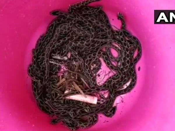 स्नेक कैचर ने सभी सांप को पकड़ा