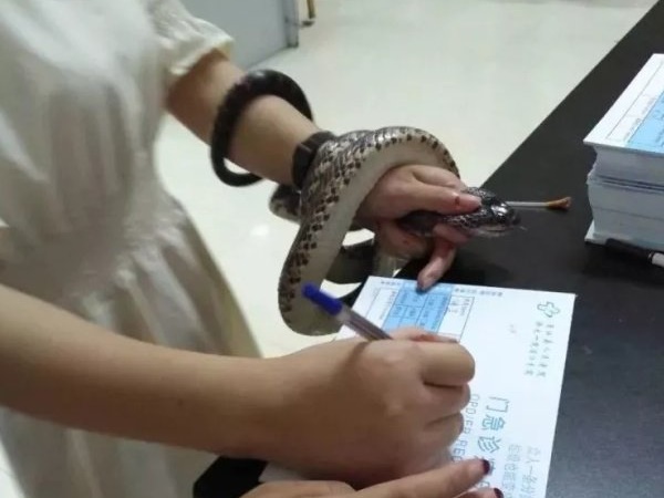 Snake Snake