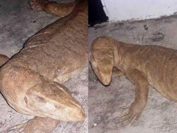 Lizard Lizard
