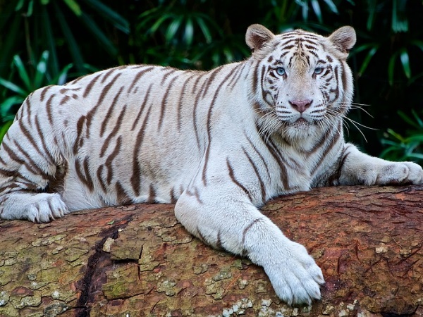 White Tiger White Tiger