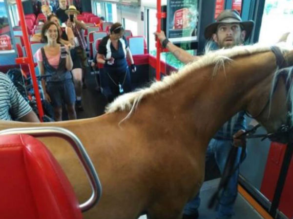 Austrian man tries to take his horse on the train Austrian man tries to take his horse on the train