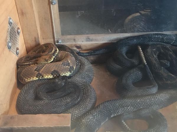 Snakes Snakes