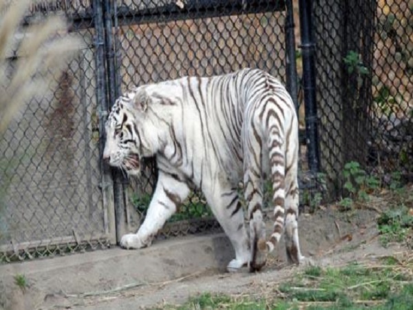 one of two cubs born to mixed pair in delhi zoo, died due to liver problem one of two cubs born to mixed pair in delhi zoo, died due to liver problem