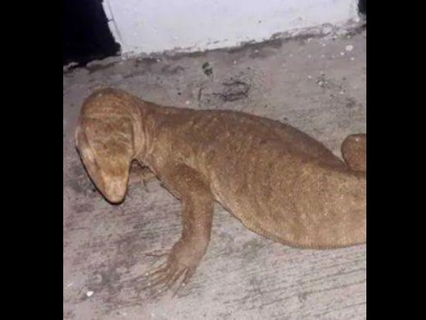 कर्मचारी आवास ब्लॉक के पास मिली छिपकली