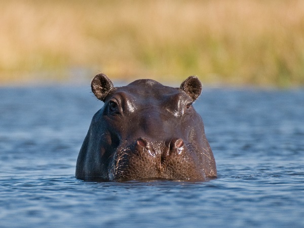 Hippopotamus Hippopotamus