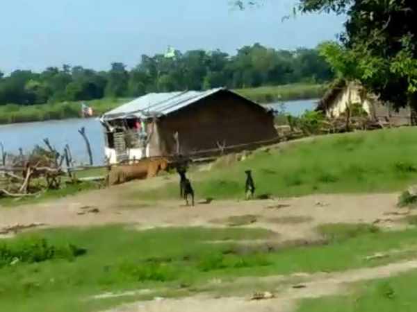 tiger entered the village in bahraich tiger entered the village in bahraich