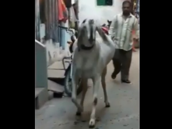 नई दिल्ली। हर साल दुनियाभर के मुसलमान ईद इल अजहा (बकरीद) का त्योहार मनाते हैं। इस दौरान बकरा, भैंस और कई जानवरों की कुर्बानी दी जाती है। हर साल देखा जाता है कि कुछ खास बकरे या भैंसे की तस्वीरें वायरल होती रही हैं। इस साल भी बकरीद से पहले एक बकरे की वीडियो सामने आई है, जो आम बकरों से काफी बड़ा दिख रहा है। ये वीडियो काफी वायरल हो रहा है। ईद-उल-अजहा 22 अगस्त को मनाई जाएगी। इस बकरे का नाम बाहुबली बताया जा रहा है। वीडियो सोशल मीडिया पर काफी वायरल हो रहा है। वीडियो में दिख रहा है कि कुछ लोग बकरे को पकड़ने की कोशिश करते हैं लेकिन वो किसी के हाथ नहीं आ रहा है। इस वीडियो को इंस्टाग्राम पर शेयर किया गया है। नई दिल्ली। हर साल दुनियाभर के मुसलमान ईद इल अजहा (बकरीद) का त्योहार मनाते हैं। इस दौरान बकरा, भैंस और कई जानवरों की कुर्बानी दी जाती है। हर साल देखा जाता है कि कुछ खास बकरे या भैंसे की तस्वीरें वायरल होती रही हैं। इस साल भी बकरीद से पहले एक बकरे की वीडियो सामने आई है, जो आम बकरों से काफी बड़ा दिख रहा है। ये वीडियो काफी वायरल हो रहा है। ईद-उल-अजहा 22 अगस्त को मनाई जाएगी। इस बकरे का नाम बाहुबली बताया जा रहा है। वीडियो सोशल मीडिया पर काफी वायरल हो रहा है। वीडियो में दिख रहा है कि कुछ लोग बकरे को पकड़ने की कोशिश करते हैं लेकिन वो किसी के हाथ नहीं आ रहा है। इस वीडियो को इंस्टाग्राम पर शेयर किया गया है।
