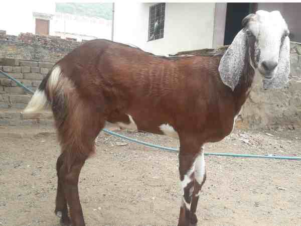 अल्लाह के नाम पर अब 5 लाख में बिकेगा हलाल होने वाला बकरा अल्लाह के नाम पर अब 5 लाख में बिकेगा हलाल होने वाला बकरा