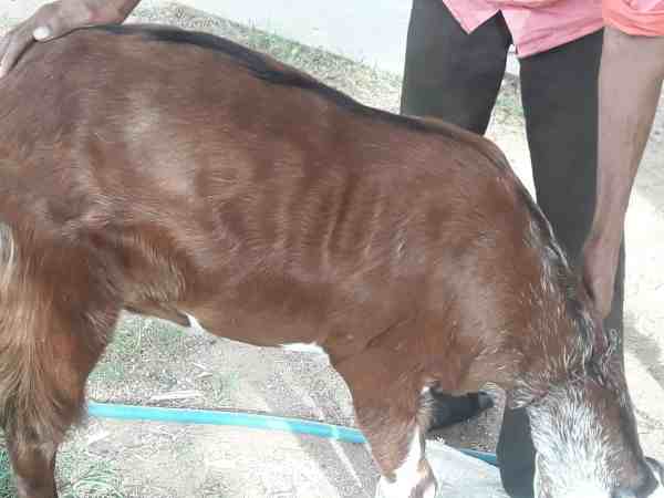 अल्लाह के नाम पर अब 5 लाख में बिकेगा हलाल होने वाला बकरा अल्लाह के नाम पर अब 5 लाख में बिकेगा हलाल होने वाला बकरा