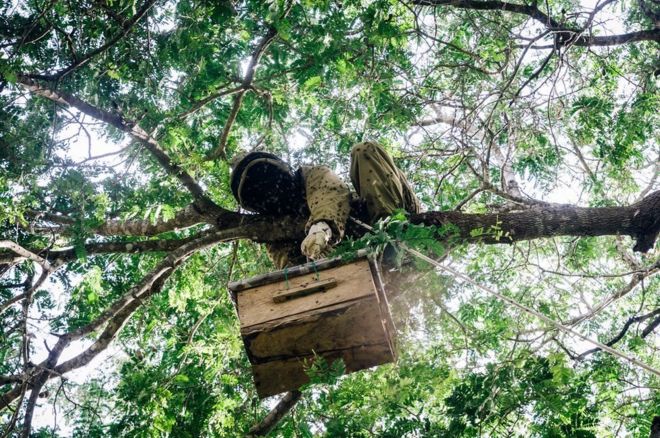 मधुमक्खियों , bees ,फ़ोटोग्राफ़र,photographer मधुमक्खियों , bees ,फ़ोटोग्राफ़र,photographer