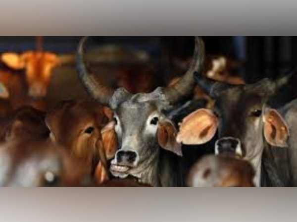 few men beaten a boy to the death in deoria for clubing cow few men beaten a boy to the death in deoria for clubing cow