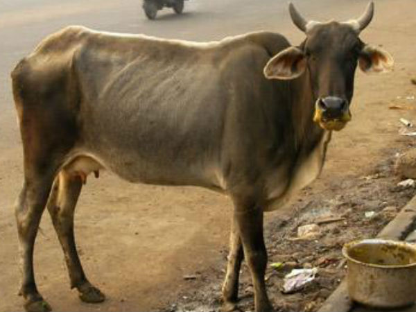 छत्तीसगढ़: गायों को कमरे में बंद भूल गए, दम घुटने से 18 ने दम तोड़ा छत्तीसगढ़: गायों को कमरे में बंद भूल गए, दम घुटने से 18 ने दम तोड़ा