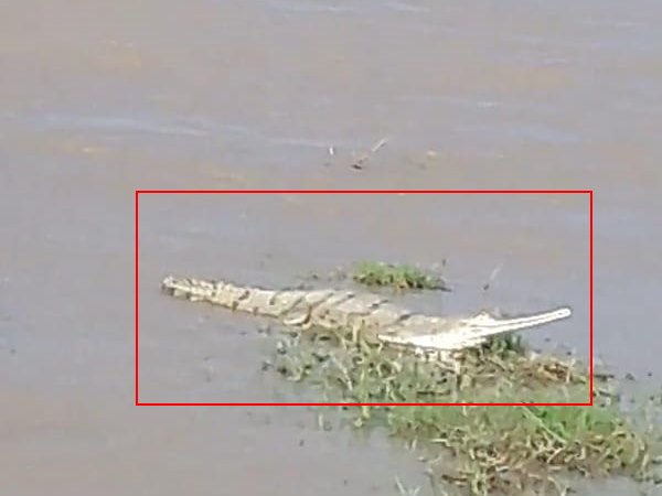 balrampur a crocodile came into village while raining balrampur a crocodile came into village while raining