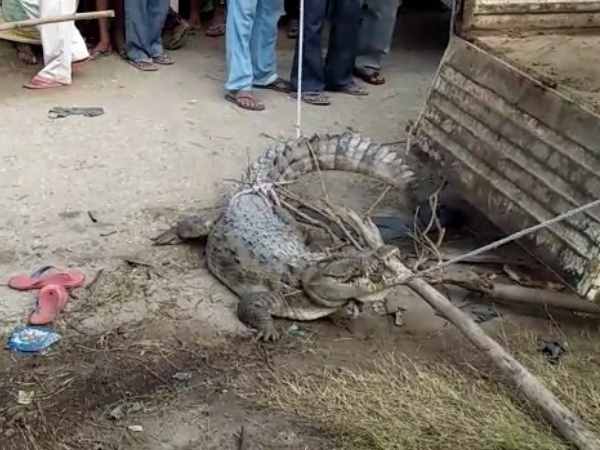 Crocodile enters the village in bijnor Crocodile enters the village in bijnor