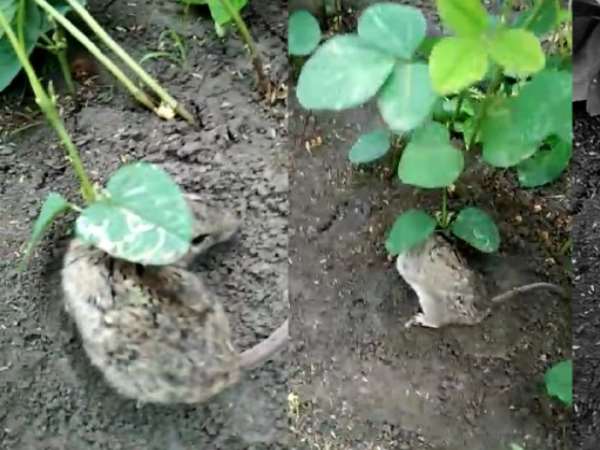 ratlam Soya bean plant grown on the ear of the alive rat, crowd of people engaged in seeing ratlam Soya bean plant grown on the ear of the alive rat, crowd of people engaged in seeing