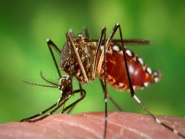 delhi: Suspected dengue death reported at AIIMS delhi: Suspected dengue death reported at AIIMS