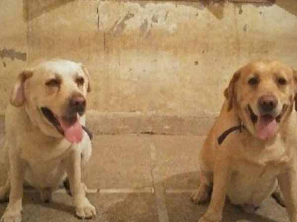 punjab police Promotion two dogs punjab police Promotion two dogs