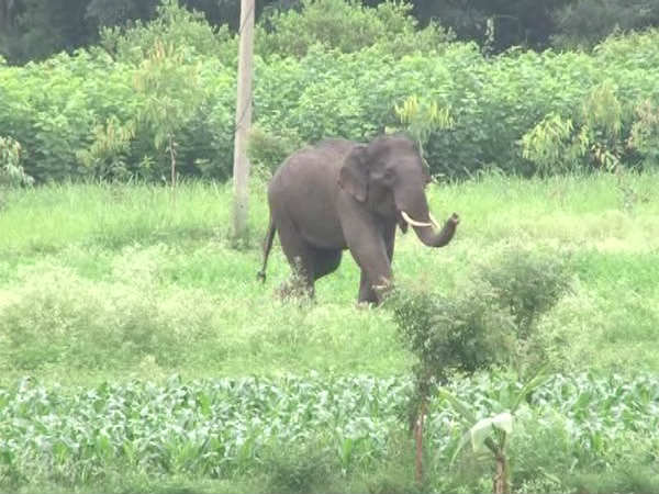 हाथी हमेशा झुंड में रहना पसंद करते हैं...