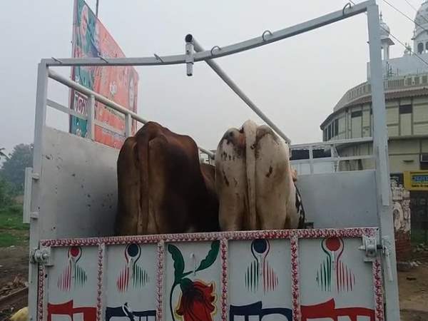 shamli go rakshak beaten 2 man who were doing cow smuggling shamli go rakshak beaten 2 man who were doing cow smuggling