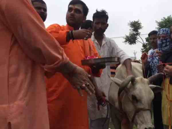 लखनऊ में भाजपा विधायक ने गाय को राखी बांध कर मनाया रक्षा बंधन का त्योहार लखनऊ में भाजपा विधायक ने गाय को राखी बांध कर मनाया रक्षा बंधन का त्योहार