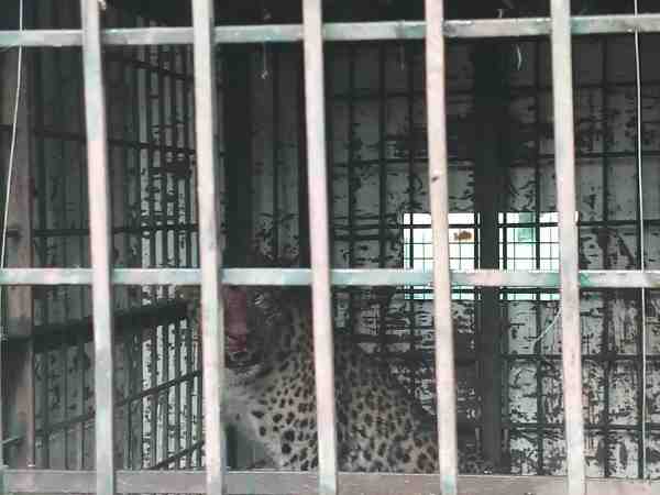 villagers are frightened by leopard, forest rangers caught villagers are frightened by leopard, forest rangers caught