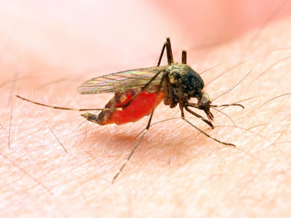 Delhi: 43 cases of malaria reported till 18 august Delhi: 43 cases of malaria reported till 18 august