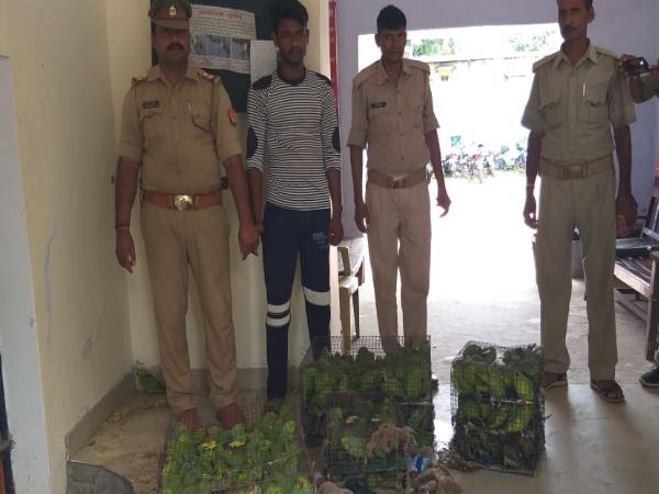 balrampur 355 parrots caught during smuggling balrampur 355 parrots caught during smuggling