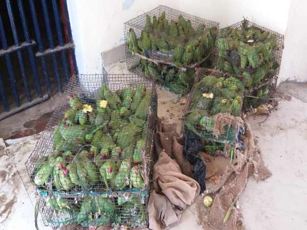 balrampur 355 parrots caught during smuggling balrampur 355 parrots caught during smuggling