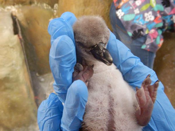 The first time Penguin Bird gave birth to a child in India, watch this beautiful video The first time Penguin Bird gave birth to a child in India, watch this beautiful video