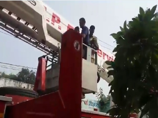 चीनी मांझे में फंसकर घायल हुआ था कबूतर