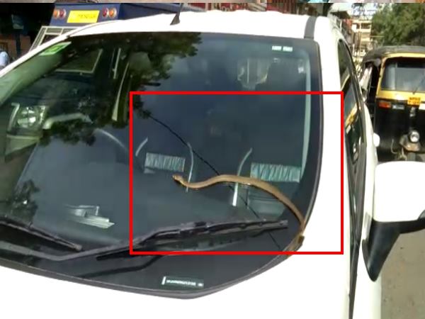 indore suddenly snake comes out from car in road in madhya pradesh. indore suddenly snake comes out from car in road in madhya pradesh.