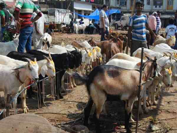 बकरीद पर बकरे के नाम पर बेंच दिया कुत्ता, जब भोंका तब पता चला बकरीद पर बकरे के नाम पर बेंच दिया कुत्ता, जब भोंका तब पता चला