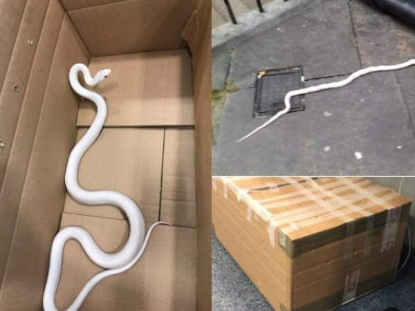 in UK, Northumbria Police Handed Mysterious Box with A Rare 6 feet White Snake in UK, Northumbria Police Handed Mysterious Box with A Rare 6 feet White Snake