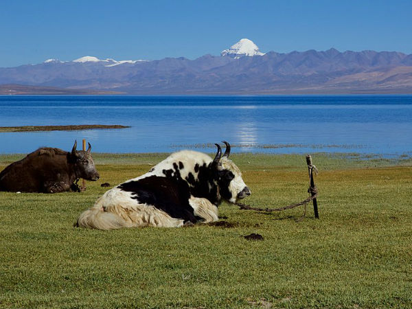 कैलाश पर्वत और मानसरोवर हैं धरती का केंद्र