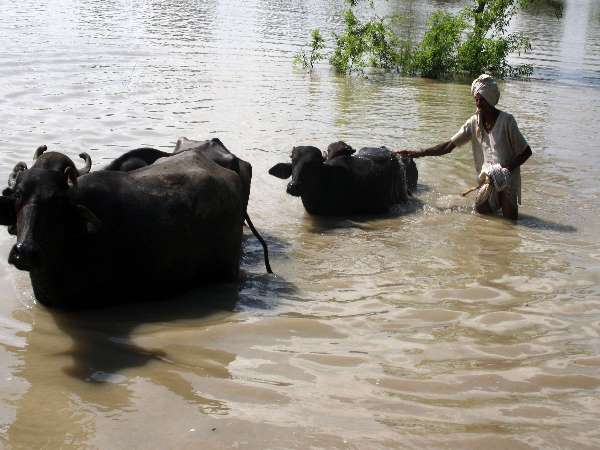 total 243 people have died due to floods including 12 deaths in the past 24 hours total 243 people have died due to floods including 12 deaths in the past 24 hours